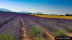 Lavenderlfelder in der Provence